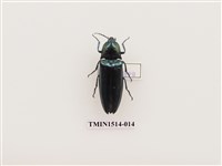 藏品(叩頭蟲科)的圖片